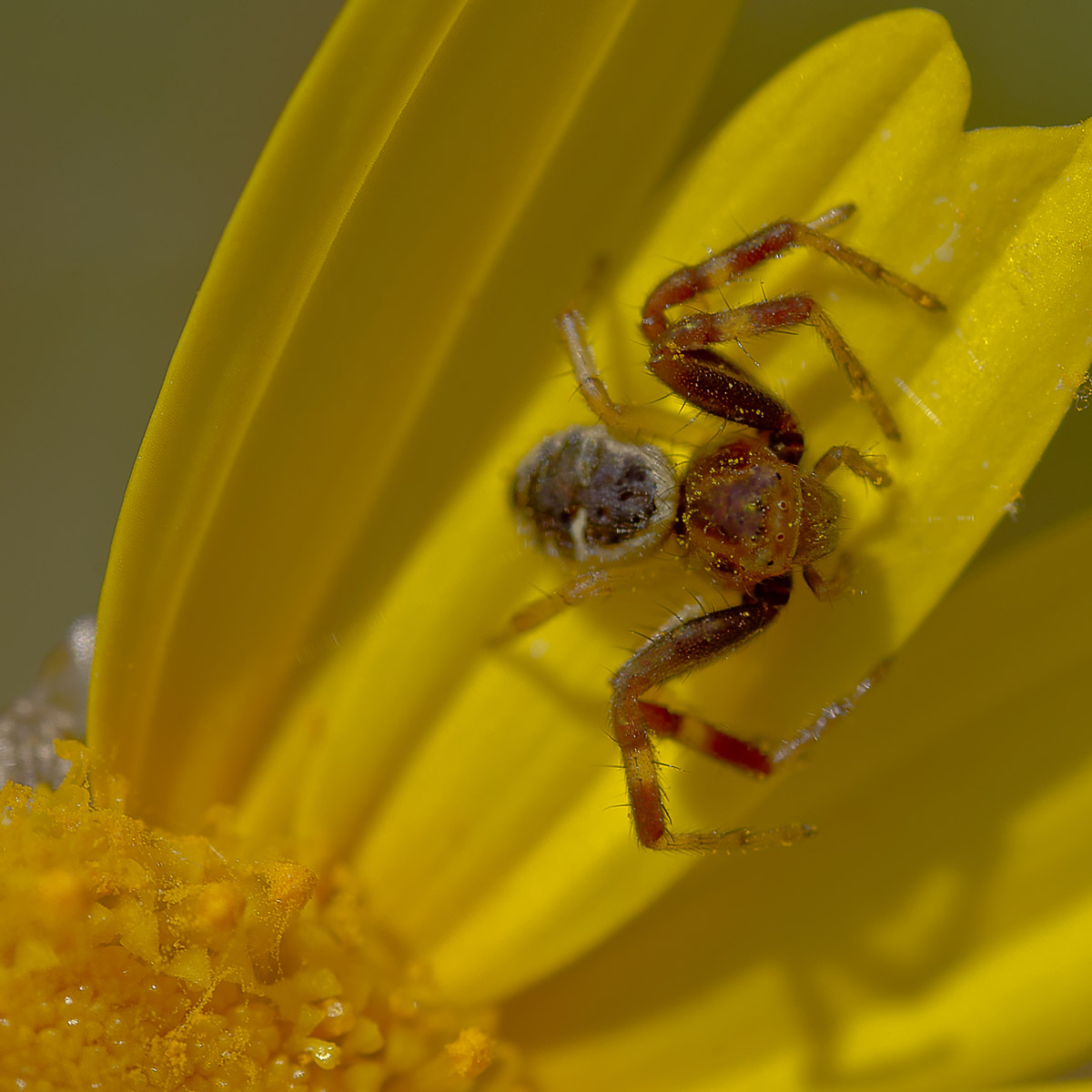 Synema globosum